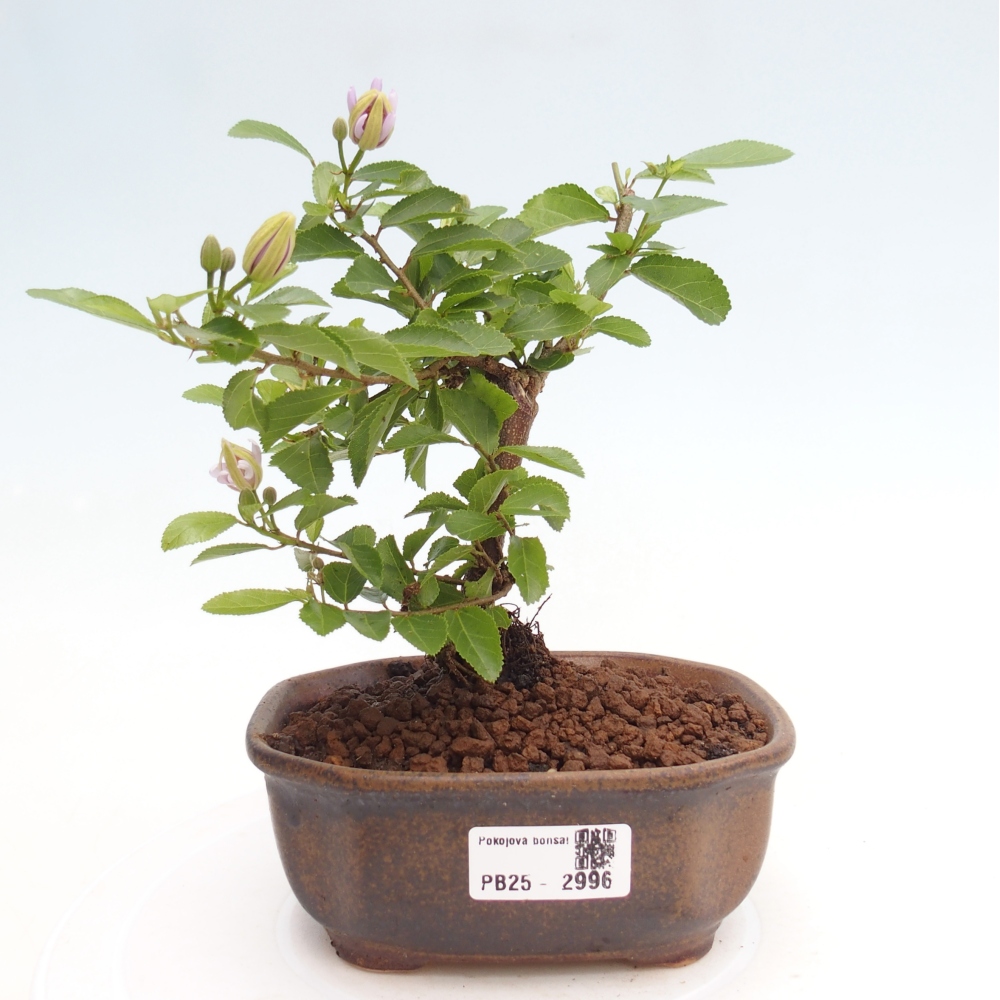 Indoor bonsai - Grewia occidentalis - Lavender star