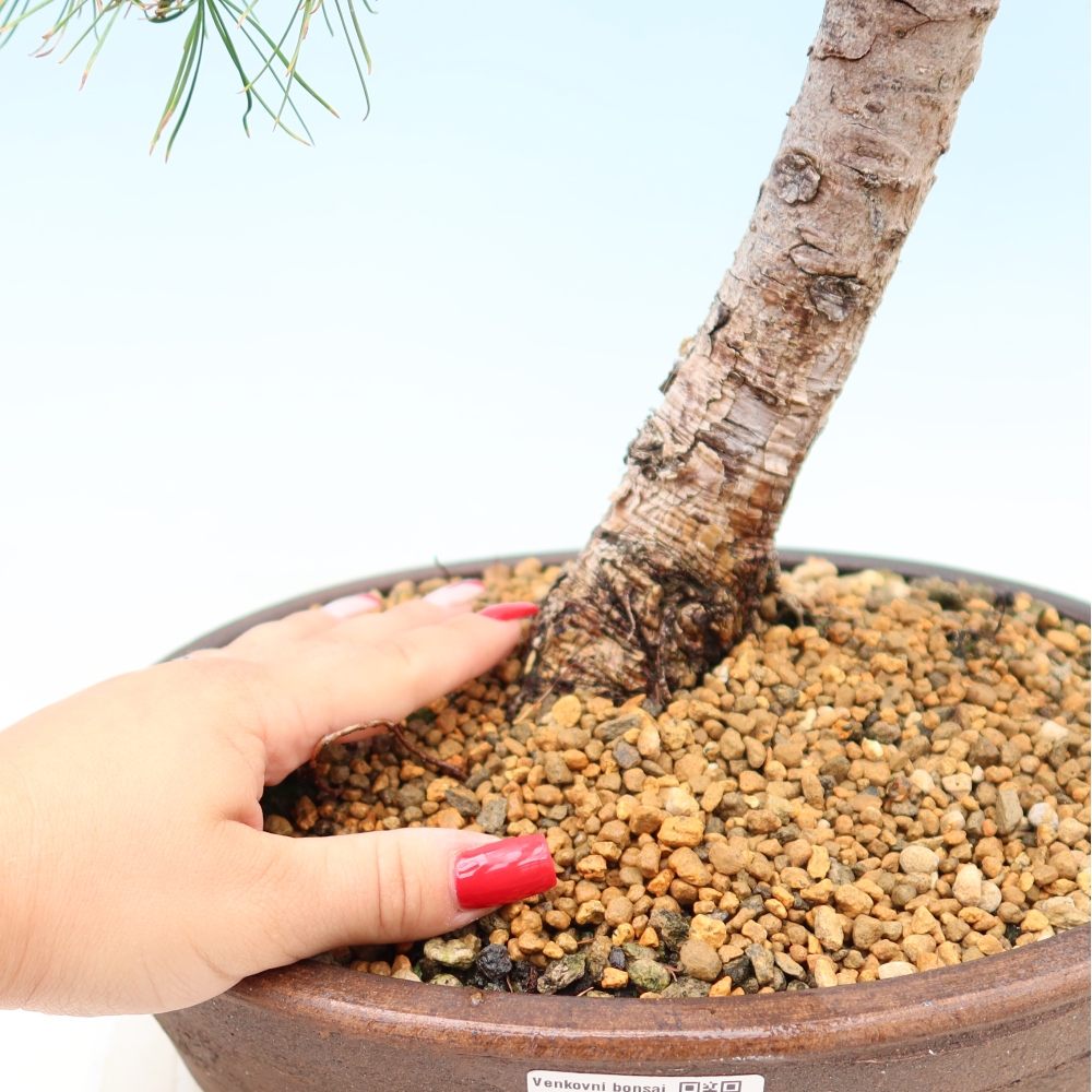 Outdoor bonsai -Larix decidua - Larch
