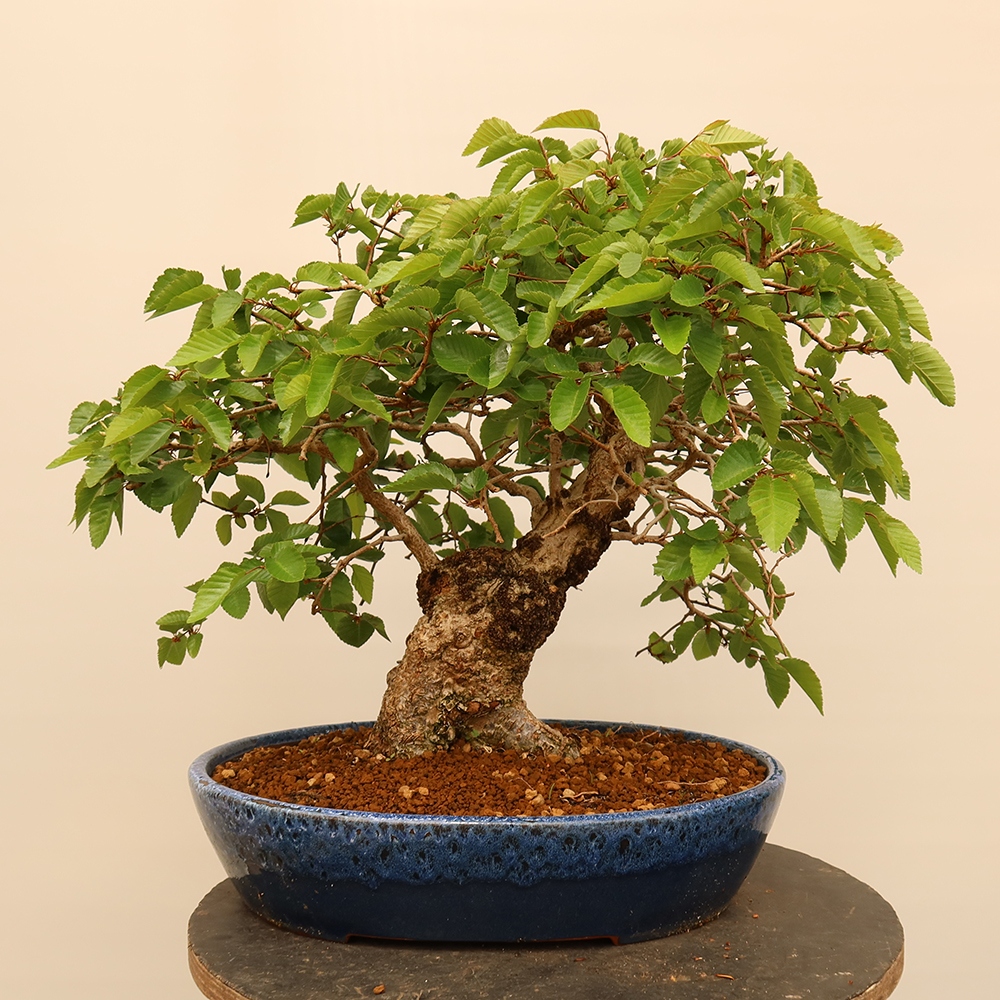 Outdoor bonsai - Carpinus Coreana - Korean hornbeam