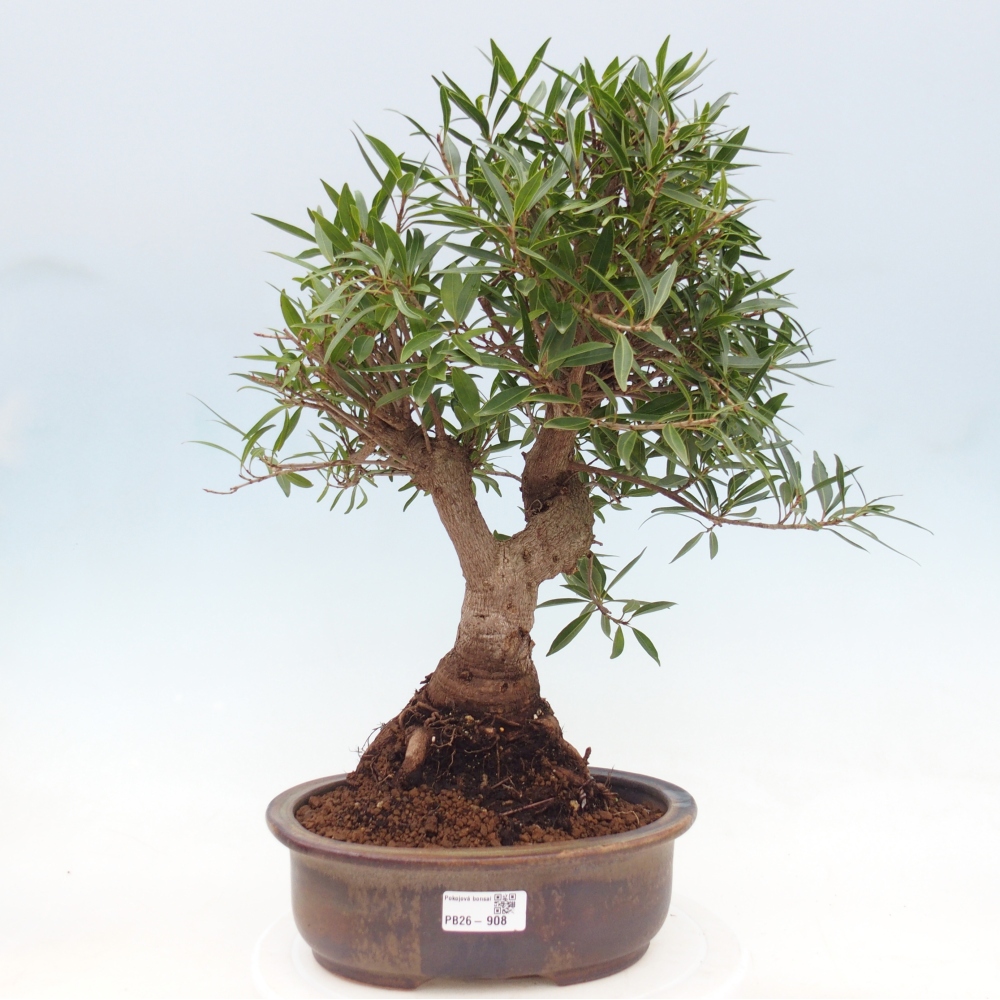 Room bonsai - Ficus nerifolia - small-leaved ficus