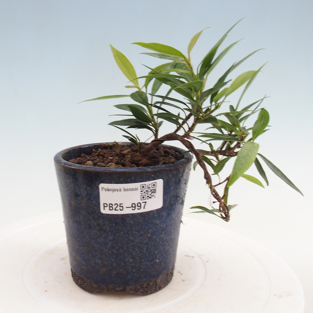 Indoor bonsai - Ficus nerifolia - small-leaved ficus