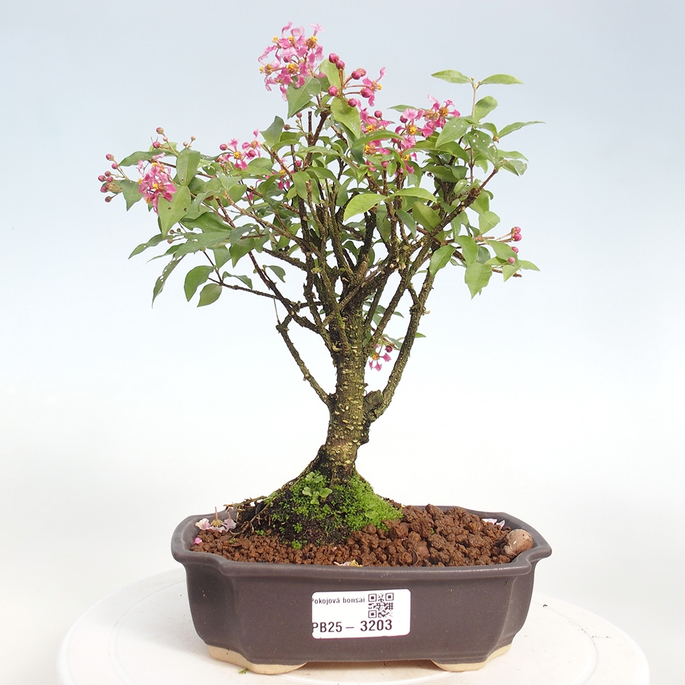 Room bonsai - Malpighia coccigera- Barbdorian cherry