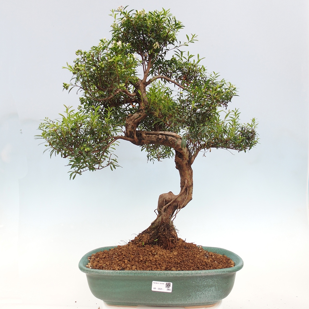 Indoor bonsai - Syzygium - Pimento - PERSONAL COLLECTION ONLY or pallet transport