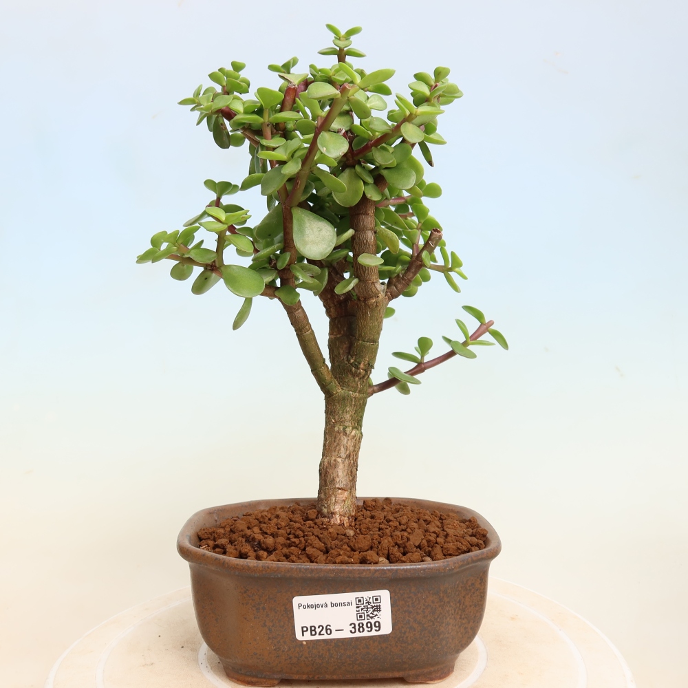 Room bonsai - Portulakaria Afra - Tlustice