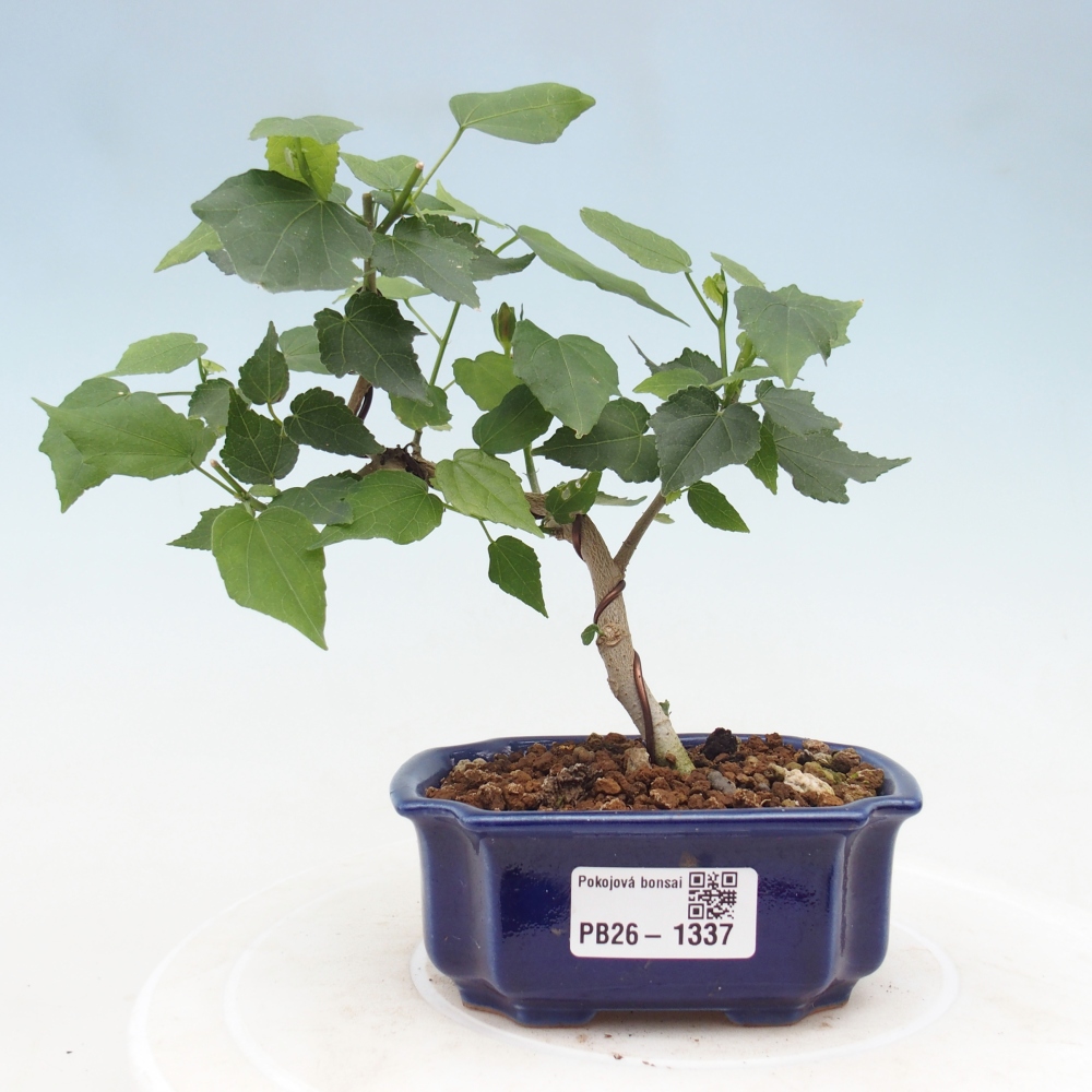 Indoor bonsai - Malvaviscus arboreus