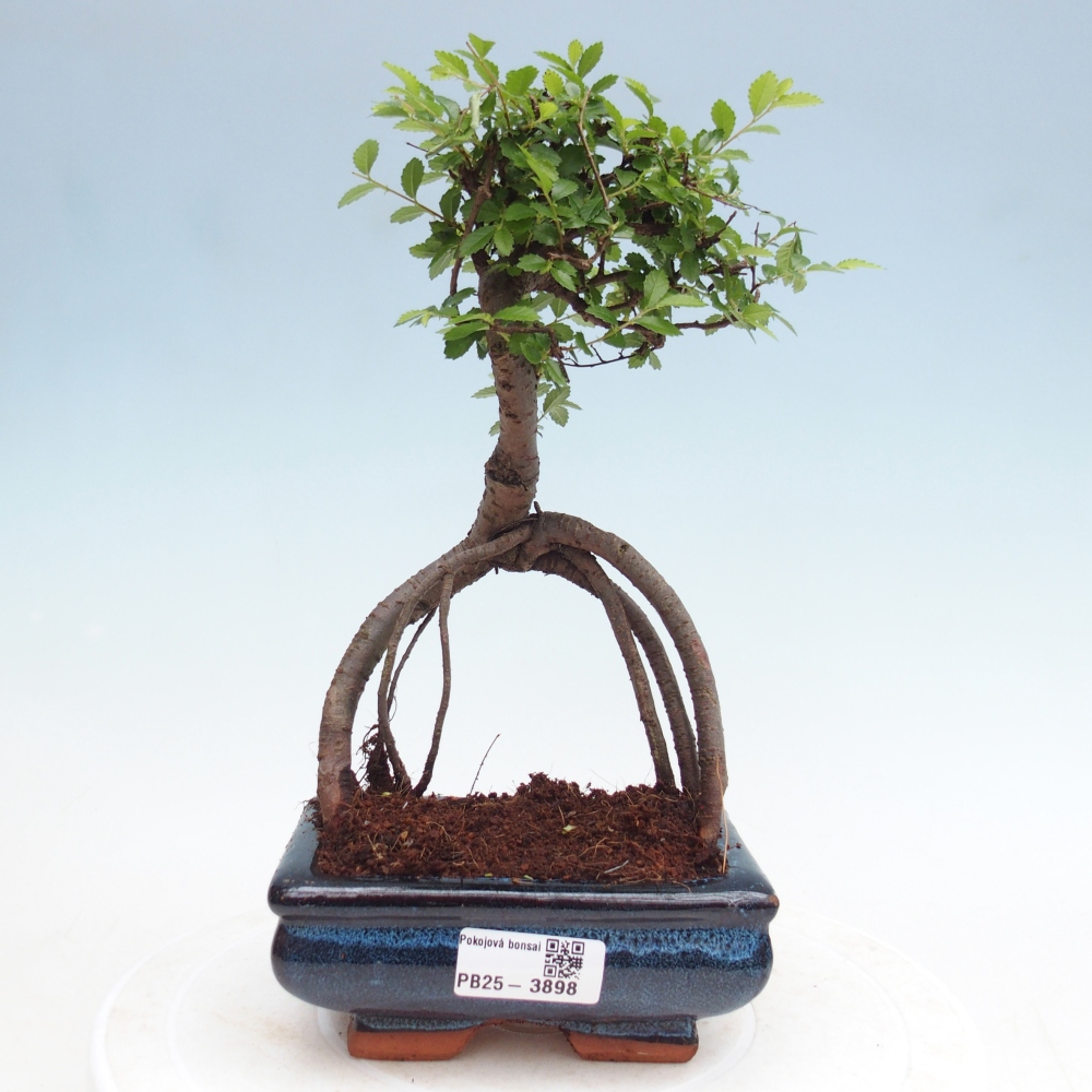 Room bonsai - Ulmus parvifolia - Small-leaved elm