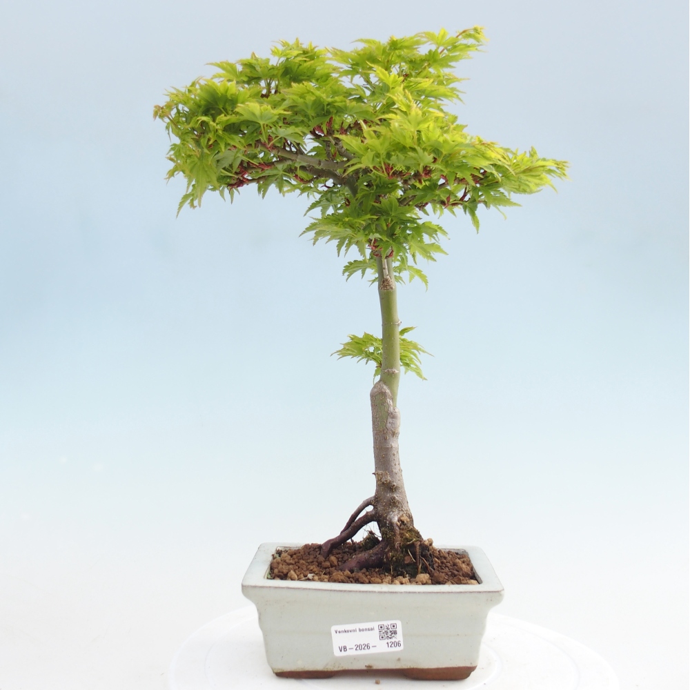 Outdoor bonsai -Javor palm Acer palmatum Shishigashira
