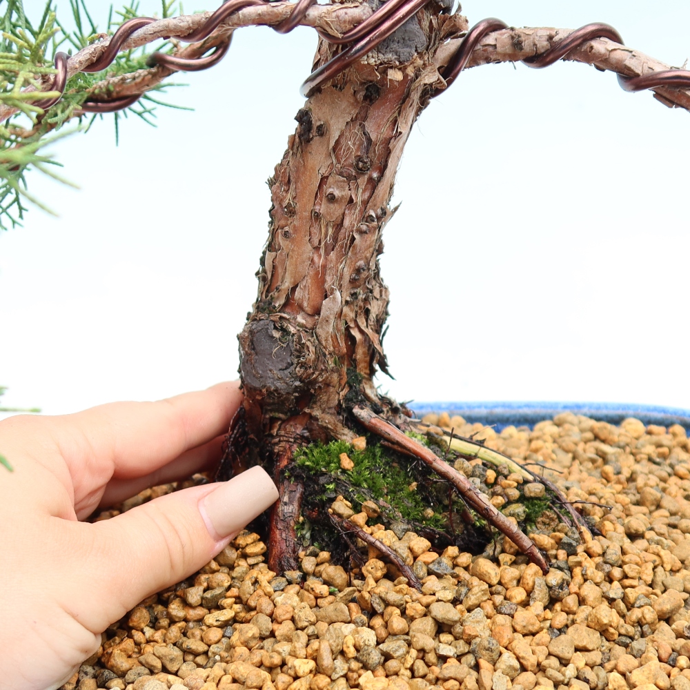 Outdoor bonsai - Juniperus chinensis Kishu