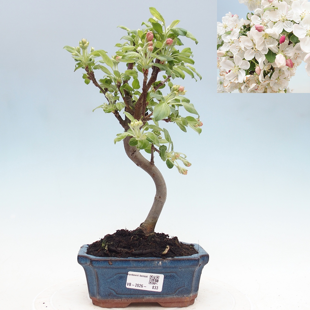 Outdoor bonsai -Malus halliana - Small-fruited apple tree