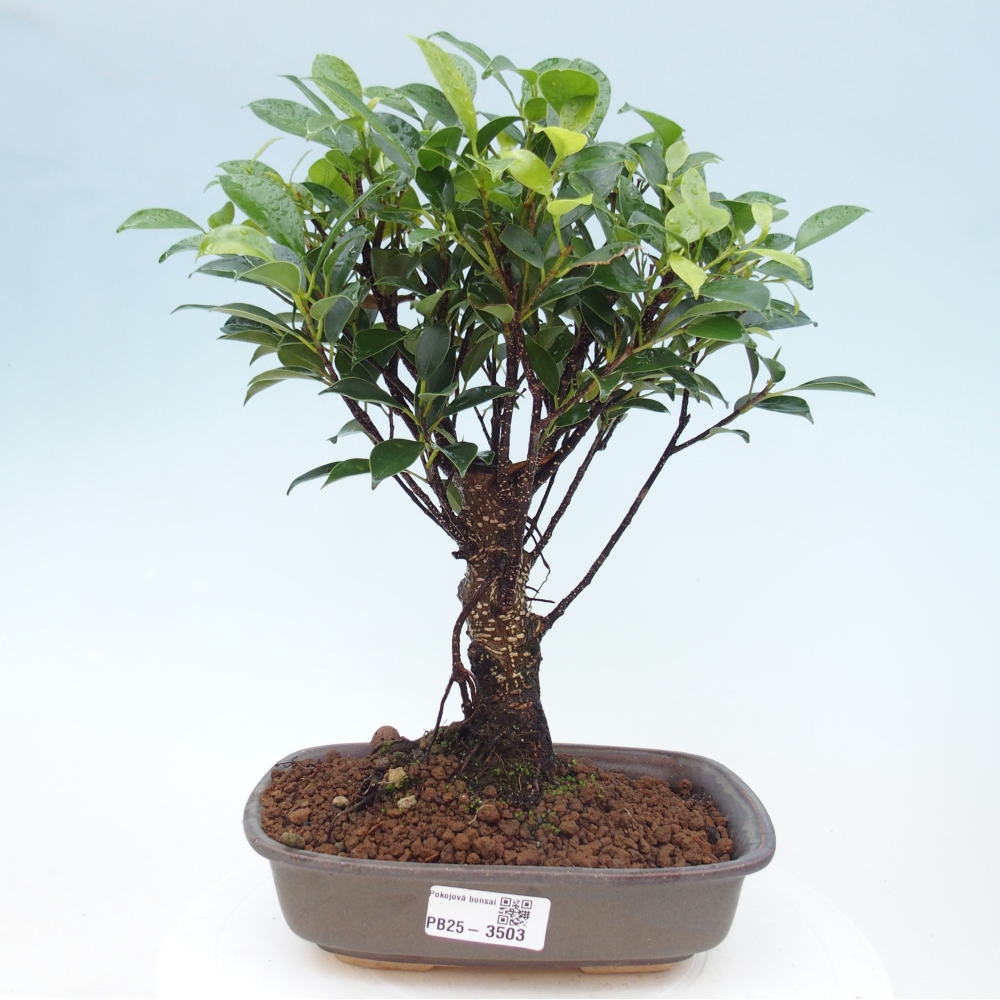 Room bonsai - Ficus retusa - small-leaved ficus
