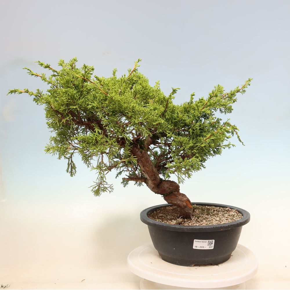 Outdoor Bonsai - Juniperus chinensis Itoigawa - Chinese Juniper