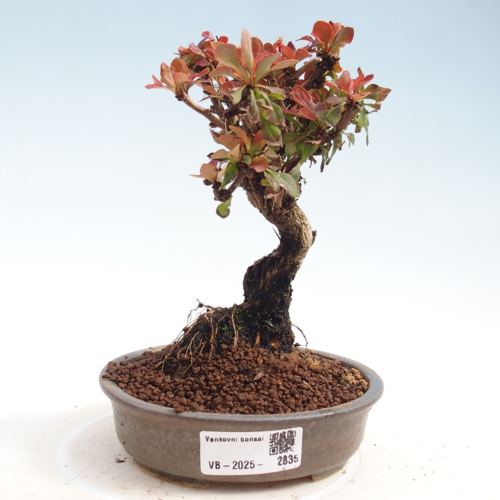 Outdoor bonsai - Berberis Thunbergii Bagatelle