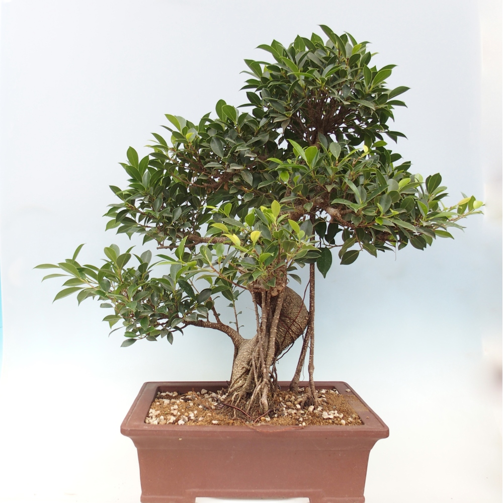 Room bonsai - Ficus kimmen - small-leaved ficus - PERSONAL COLLECTION ONLY or pallet transport