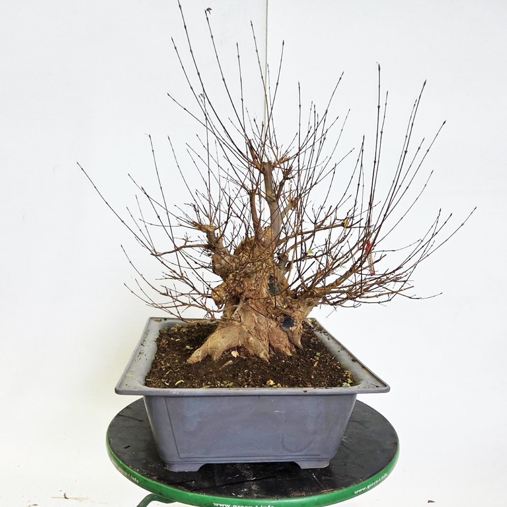 Outdoor bonsai Maple Burger - Acer Burgeriana