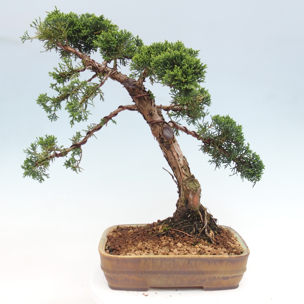 Outdoor bonsai - Juniperus chinensis Kishu