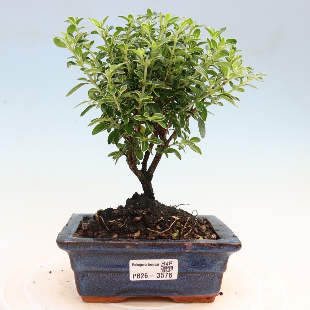 Indoor Bonsai - Serissa foetida Variegata - Tree of a Thousand Stars