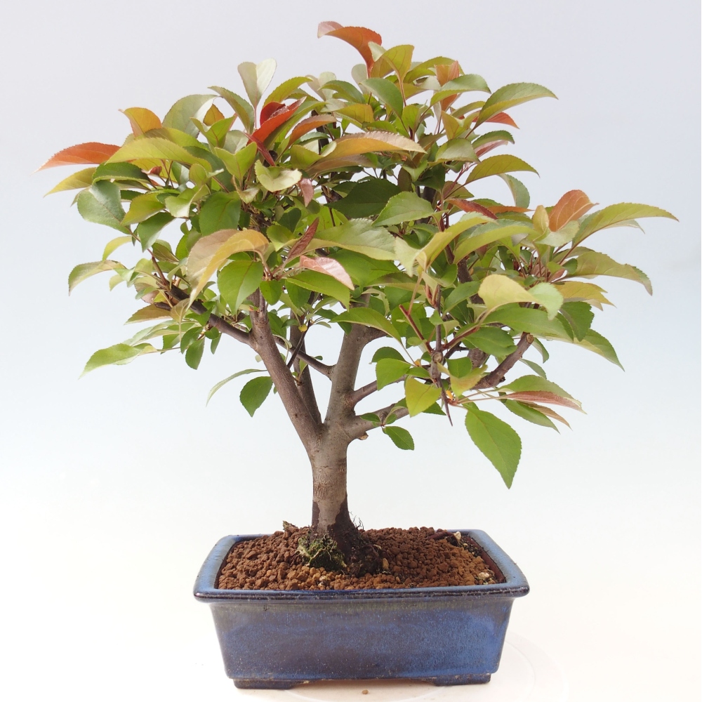 Outdoor bonsai - Malus domestica - Small-fruited red-leaved apple tree