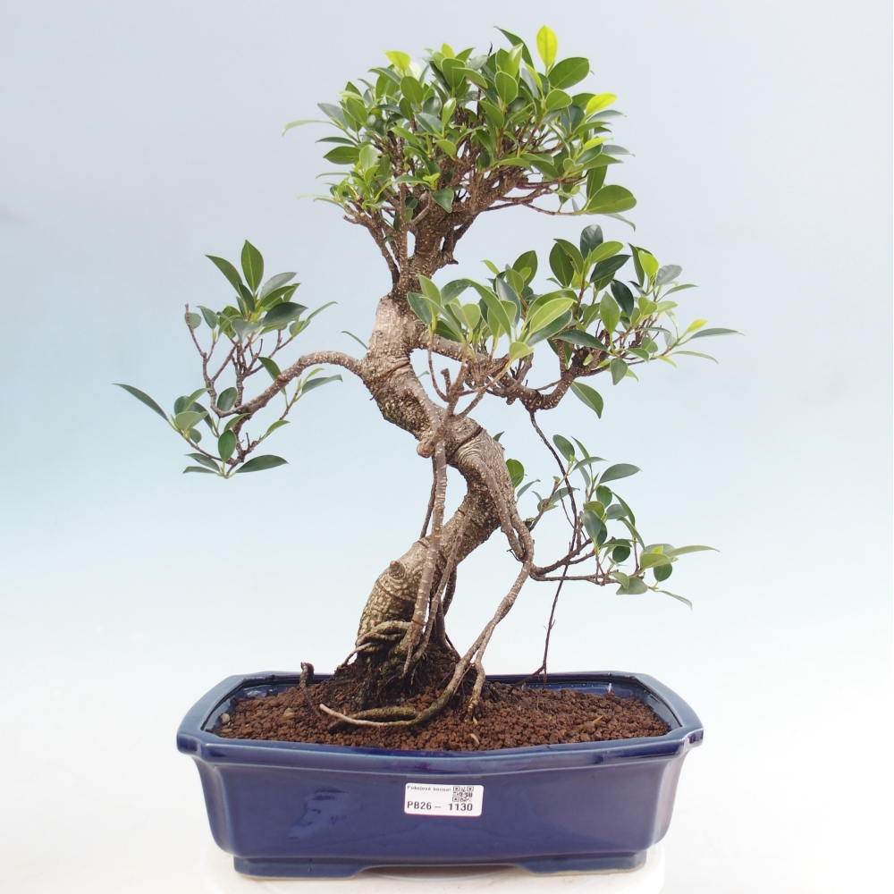Room bonsai - Ficus kimmen - small-leaved ficus