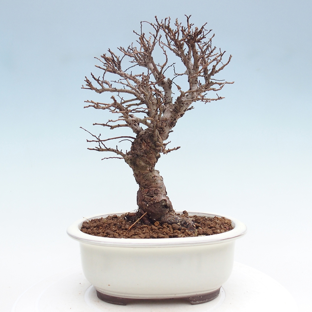 Outdoor bonsai - Zelkova - Zelkova NIRE