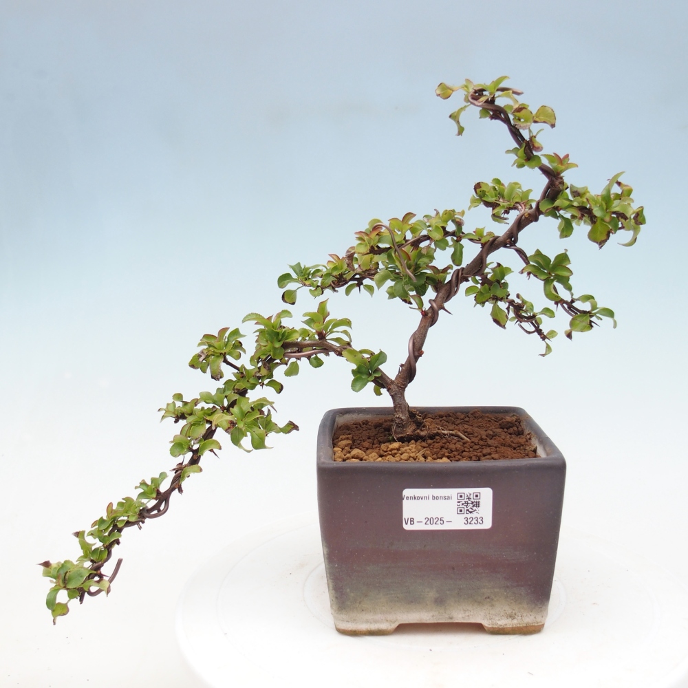 Outdoor bonsai - Chaenomeles with. Red Joy - Quince