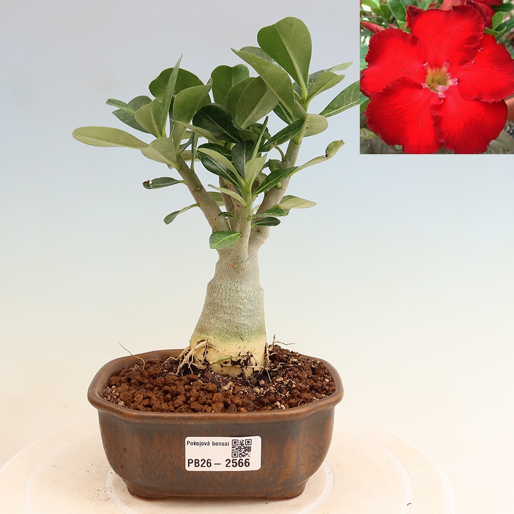 Indoor Bonsai - Adenium obesum Red Star - Desert Rose