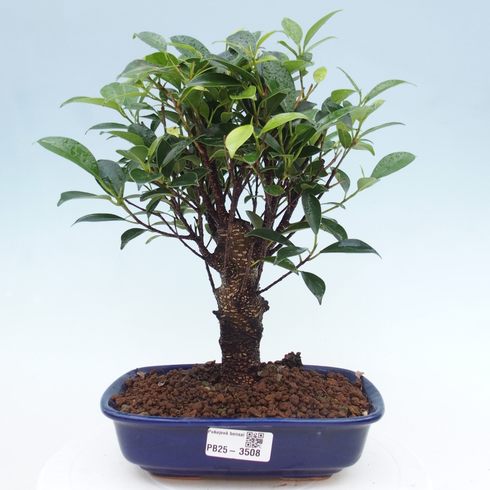 Room bonsai - Ficus retusa - small-leaved ficus