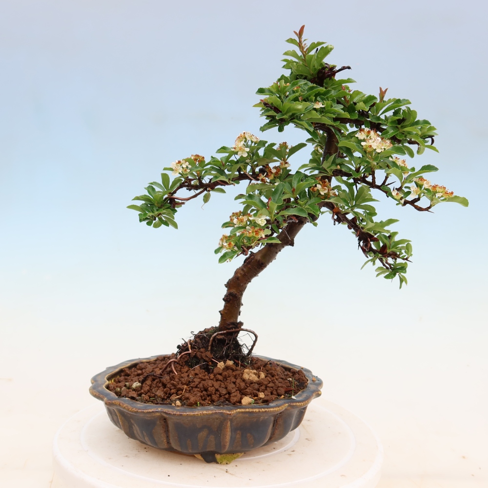 Outdoor Bonsai - Pyracantha teton - Scarlet Firethorn