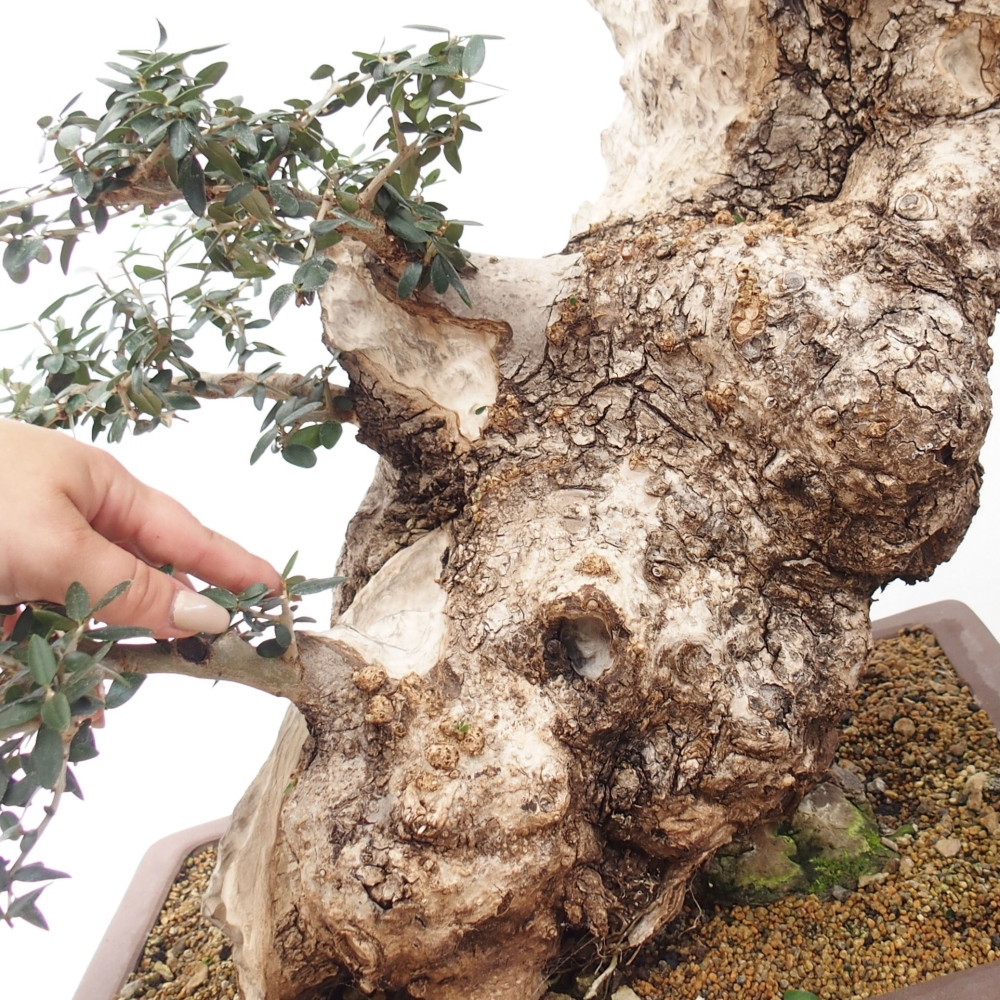 Indoor bonsai - Olea europaea sylvestris - European small-leaved olive oil