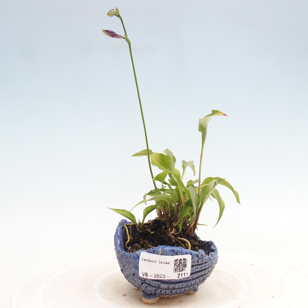 Outdoor bonsai - Mini Hosta - Goddess