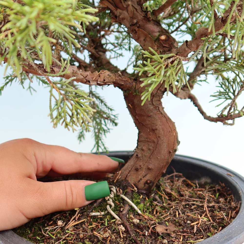 Outdoor Bonsai - Juniperus chinensis Itoigawa - Chinese Juniper