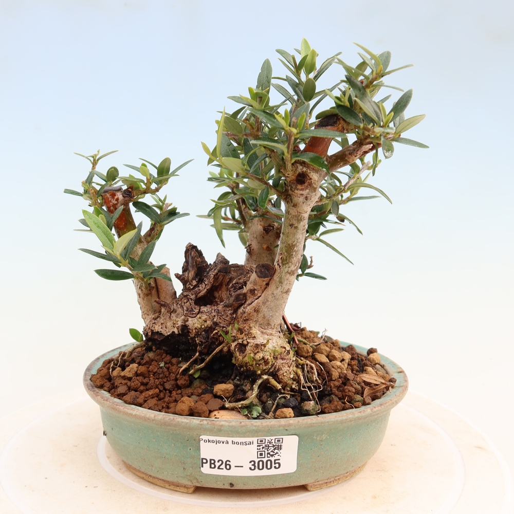 Indoor bonsai - Olea europaea sylvestris
