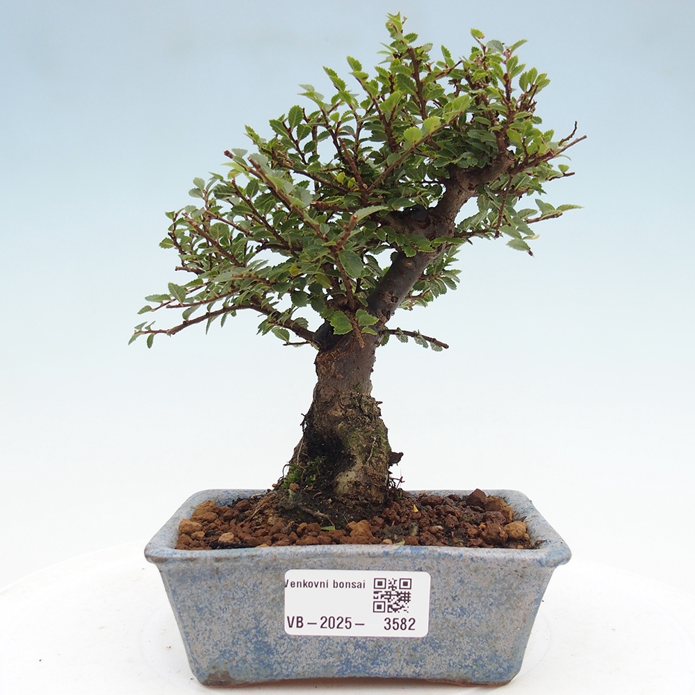 Outdoor bonsai - Ulmus parvifolia Hokkaido - Chinese elm