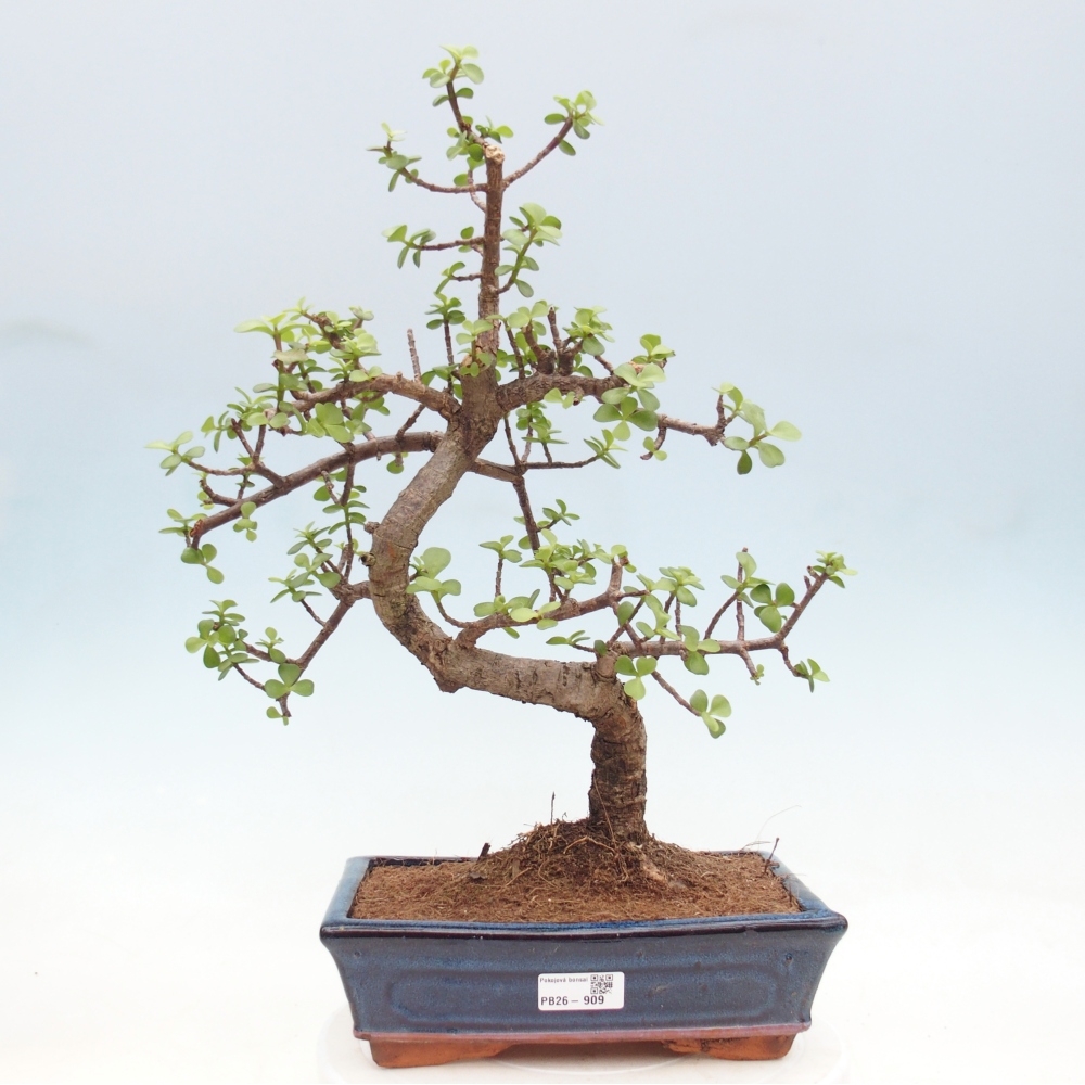 Room bonsai - Portulakaria Afra - Tlustice