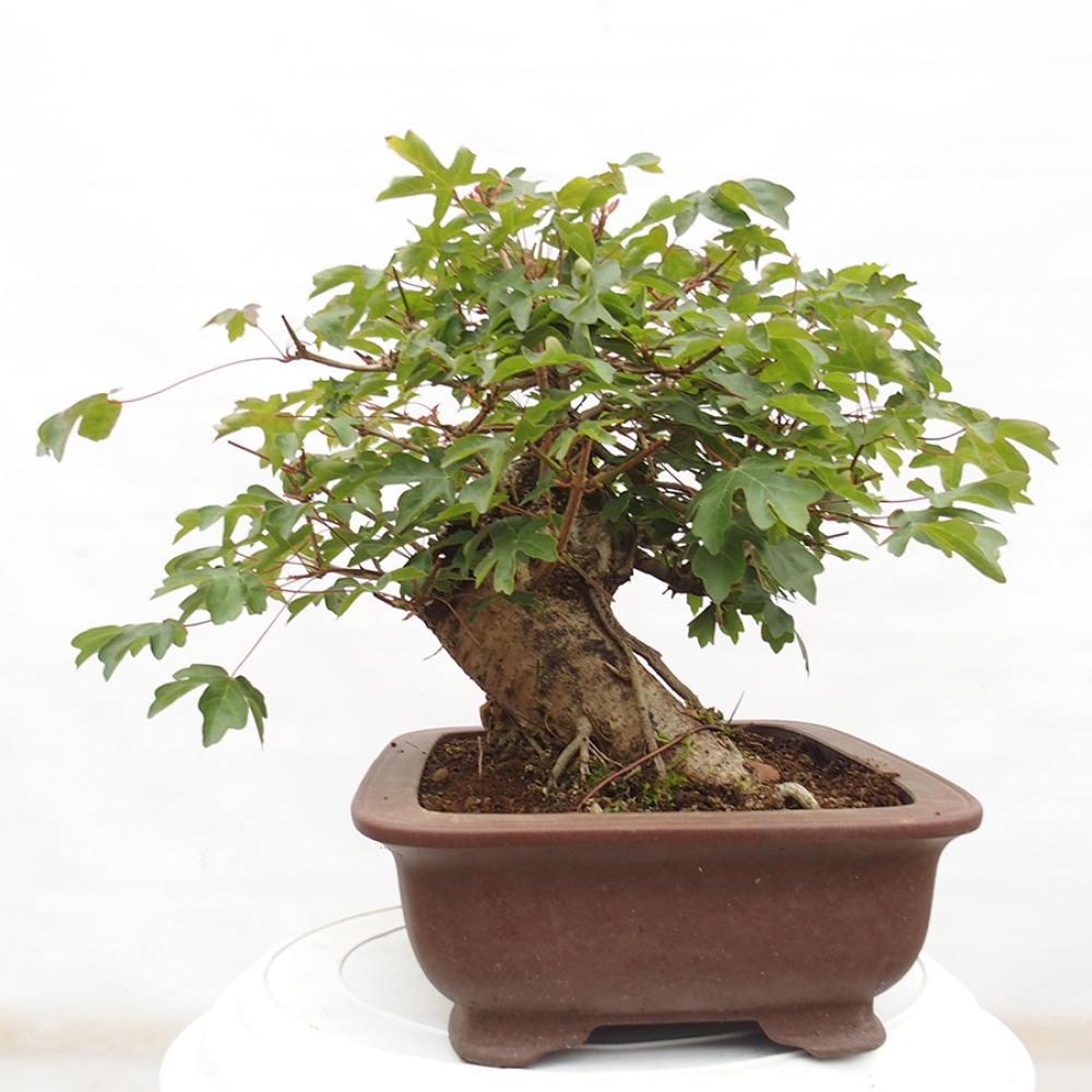 Outdoor bonsai - Baby maple - Acer campestre