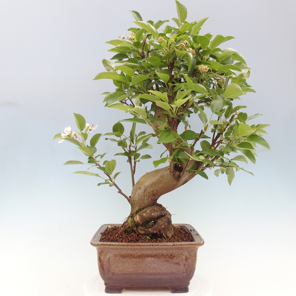 Outdoor bonsai - Malus halliana - Small-fruited apple tree