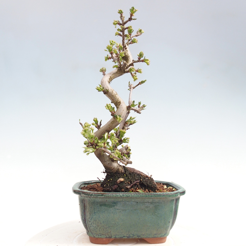 Outdoor bonsai - Malus sargentii - Small-fruited apple tree