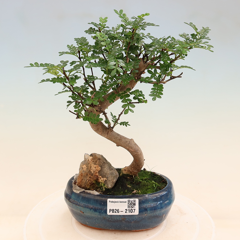 Room bonsai - Zantoxylum piperitum - pepper tree