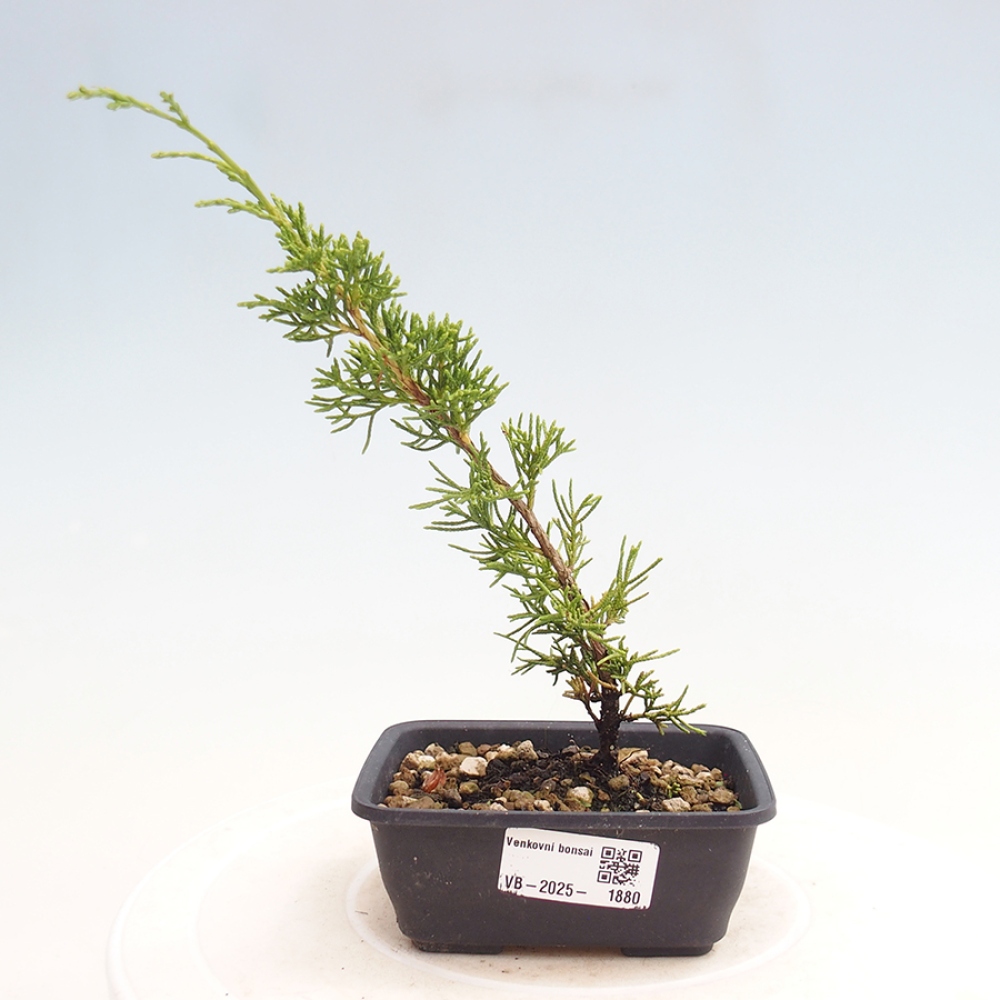 Outdoor bonsai - Juniperus chinensis Itoigawa - Chinese juniper