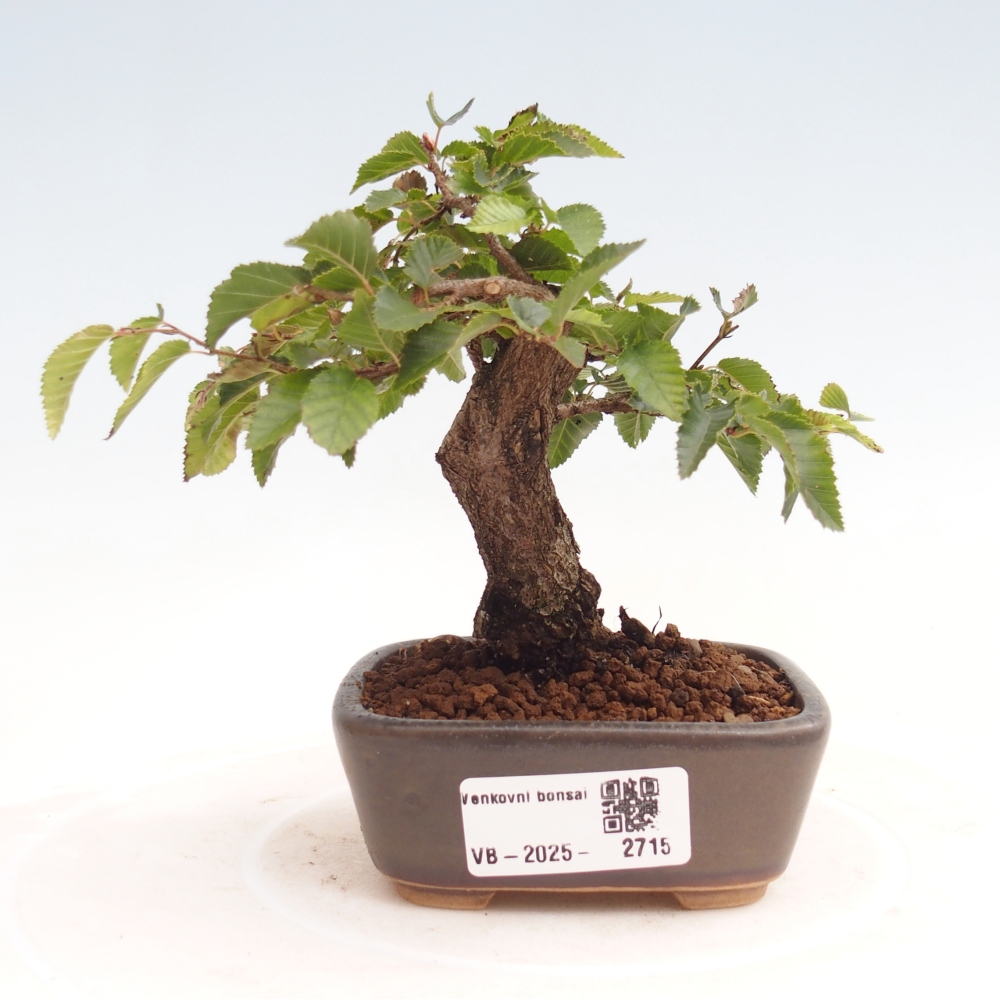 Outdoor bonsai -Carpinus CARPINOIDES - Korean Hornbeam