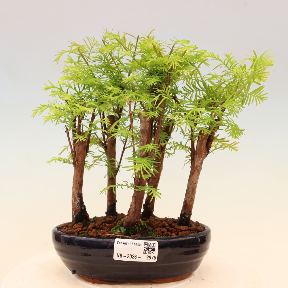 Outdoor Bonsai - Metasequoia glyptostroboides - Chinese Metasequoia - Grove