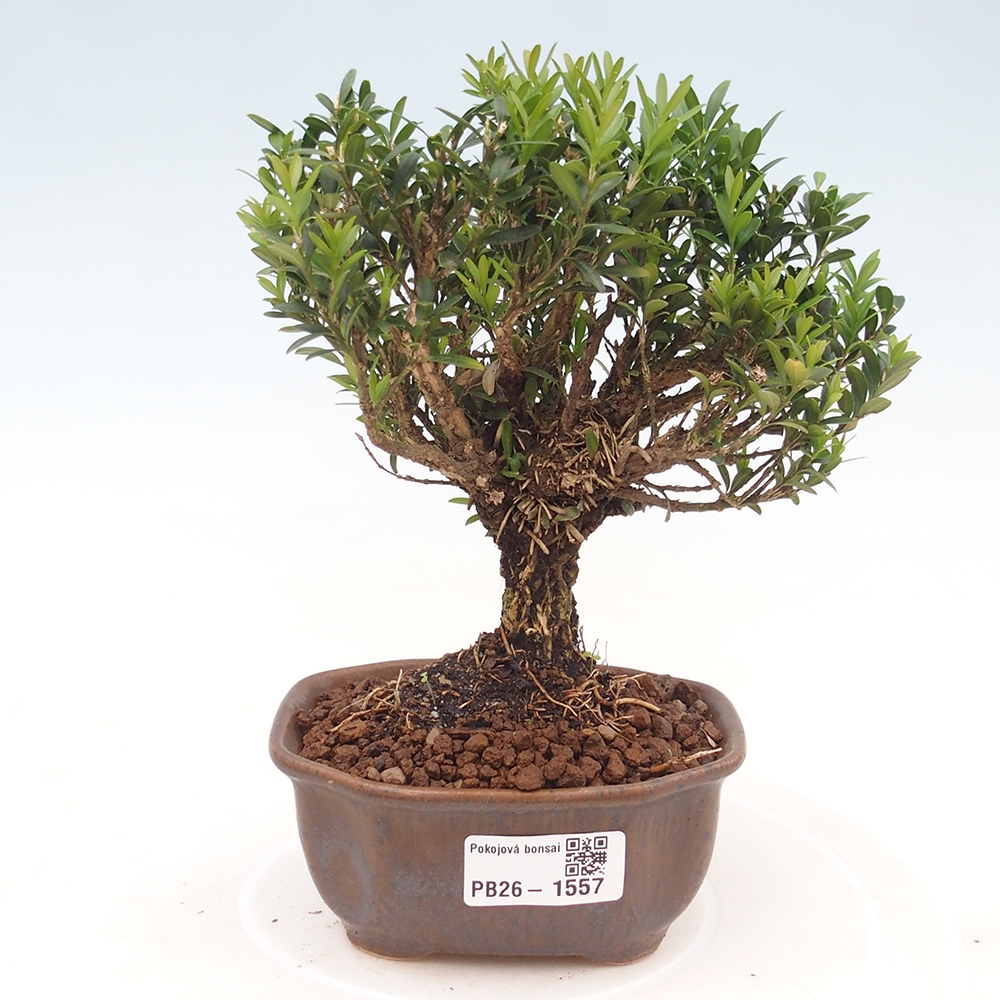Room bonsai - Buxus harlandii - cork buxus