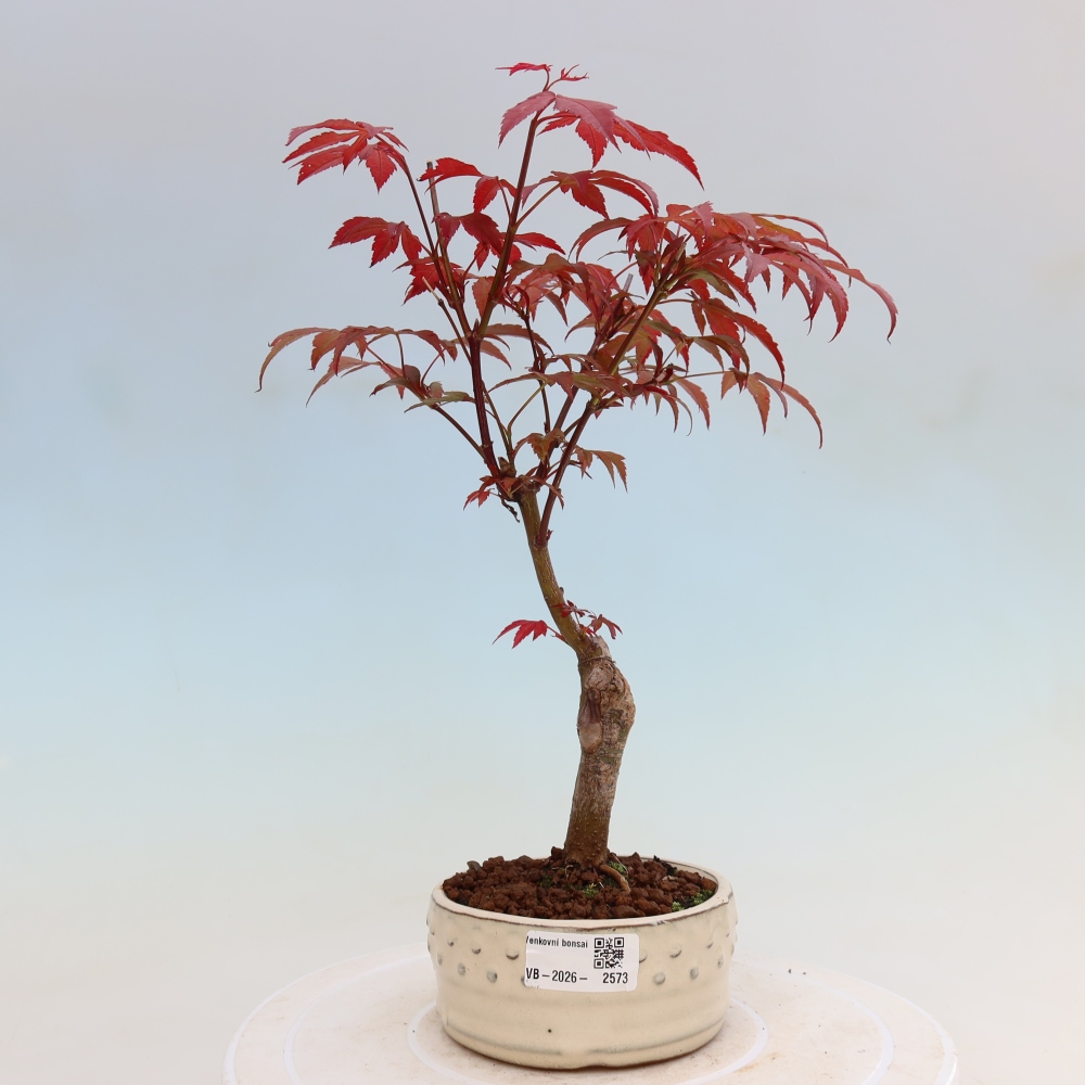 Outdoor bonsai - Acer palm. Atropurpureum-Javor palmate