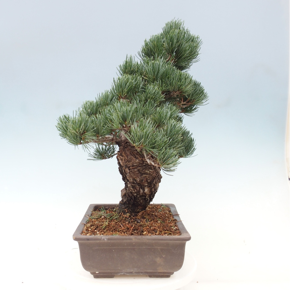 Outdoor bonsai - Pinus parviflora - Small pine tree