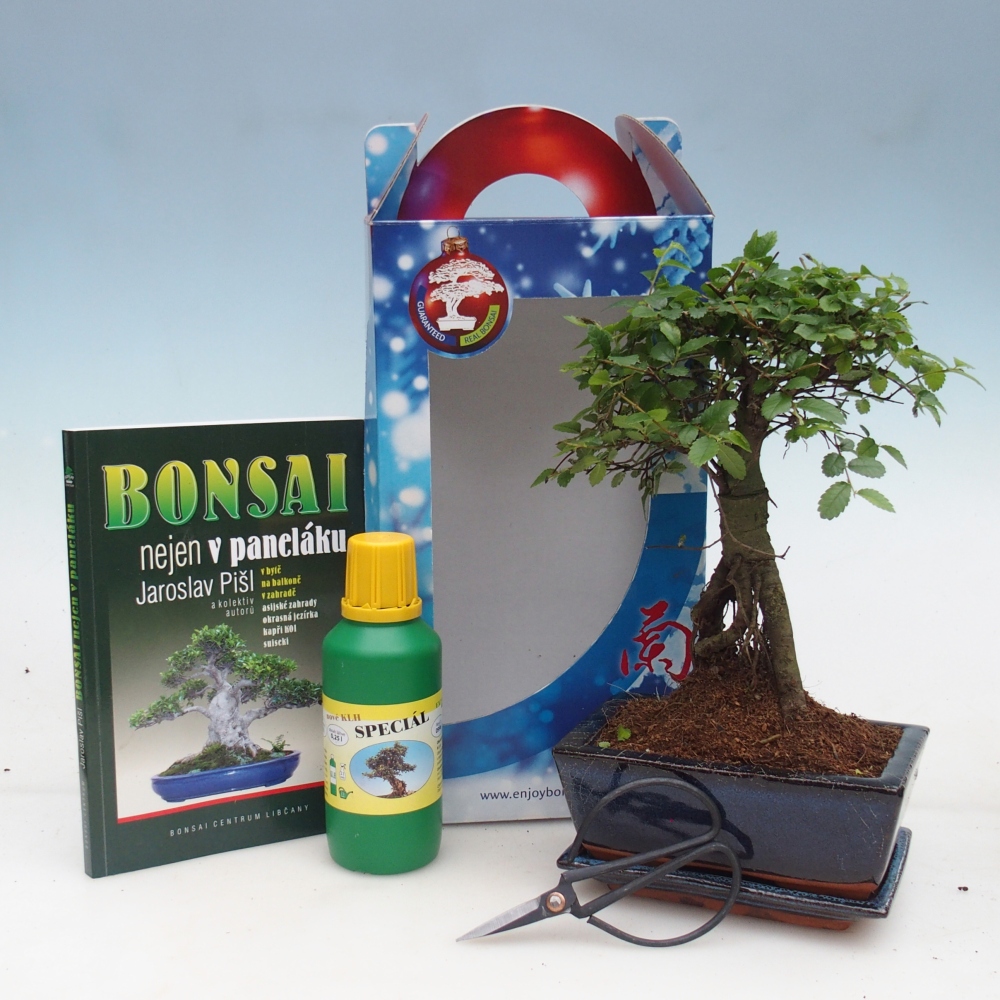 Room bonsai in gift box