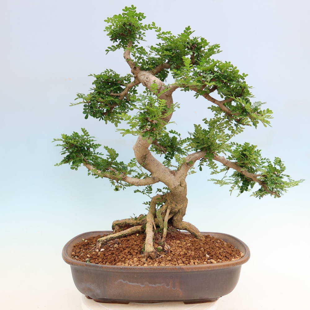 Room bonsai - Zantoxylum piperitum - pepper tree