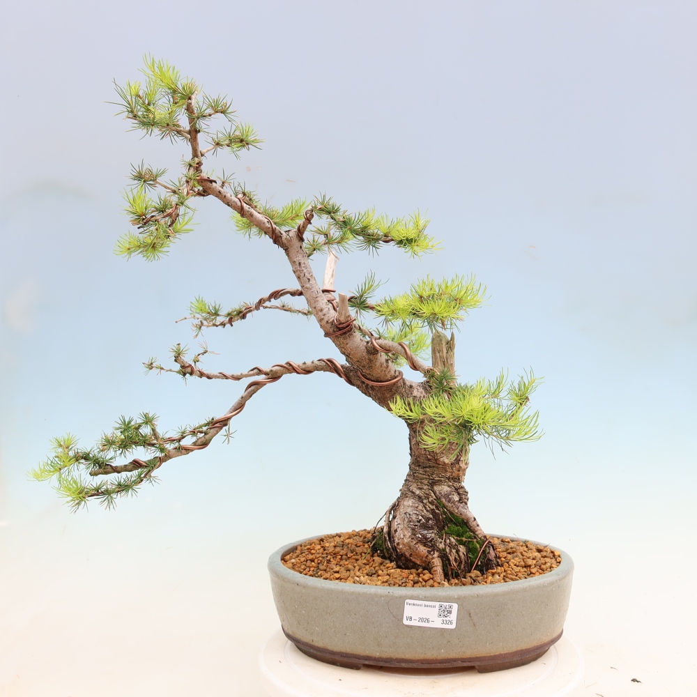 Outdoor bonsai -Larix decidua - Larch
