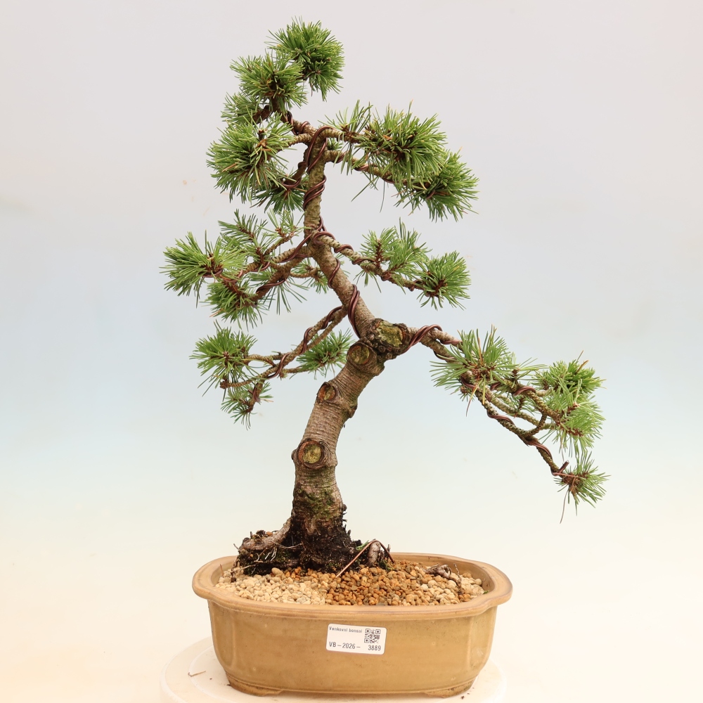 Outdoor Bonsai - Pinus mugo Humpy  - Mountain Pine