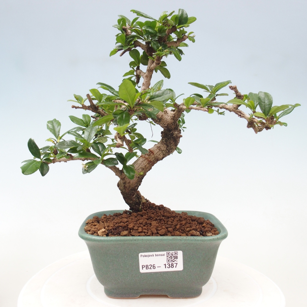 Room bonsai - Carmona macrophylla - Tea fuki