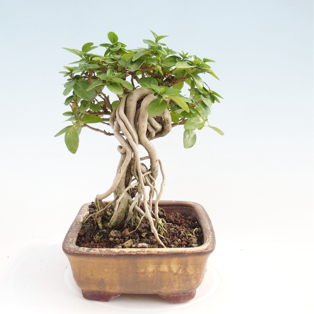 Indoor bonsai - Premna serratifolia - Kozlovon small-leaved
