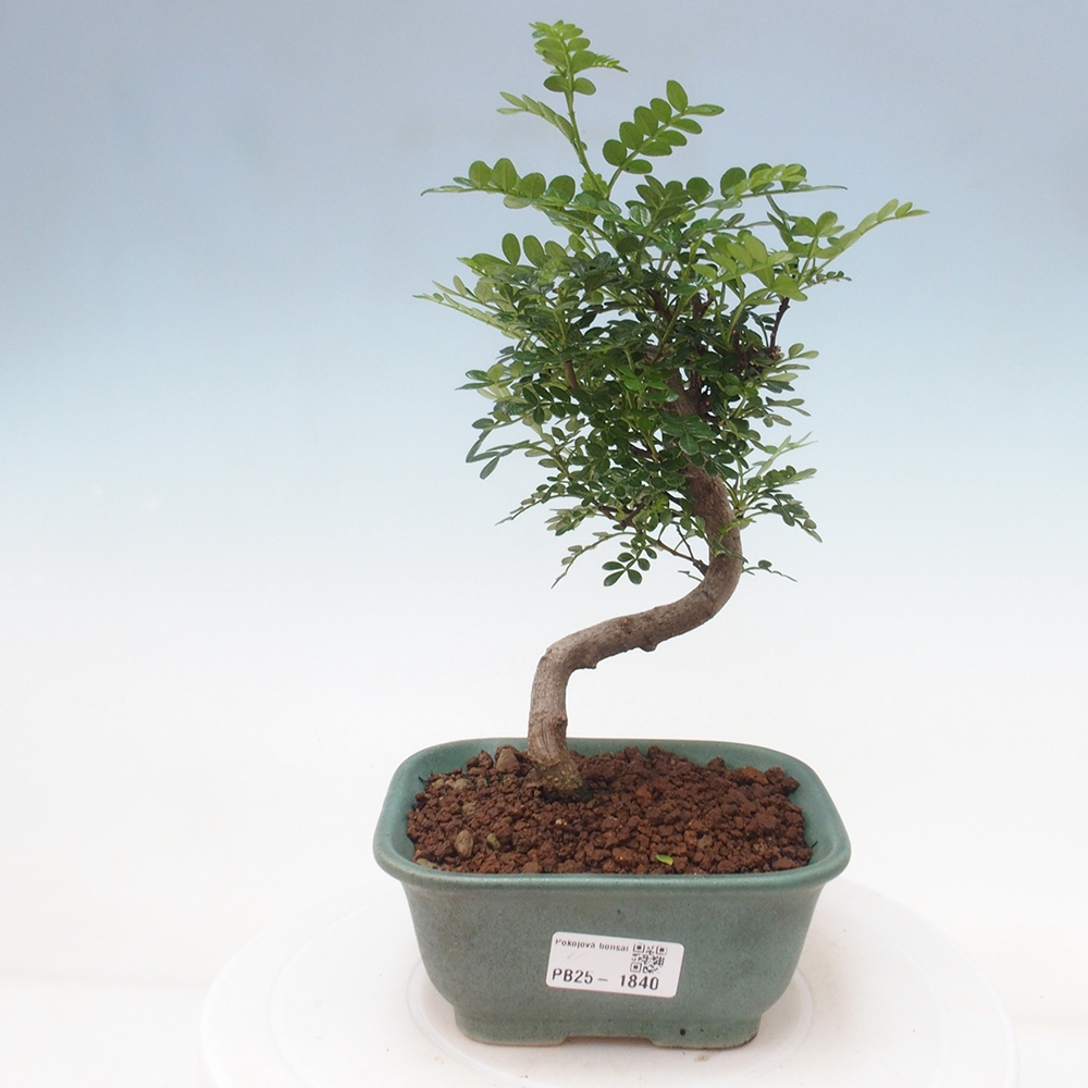 Indoor bonsai - Zantoxylum piperitum - Peppermint